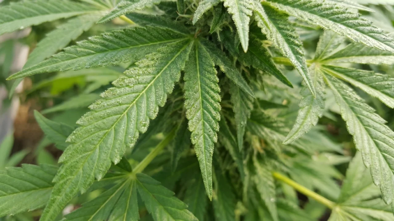 Folhas de maconha - Imagem ilustrativa criada com IA — Foto: Folhas de maconha -