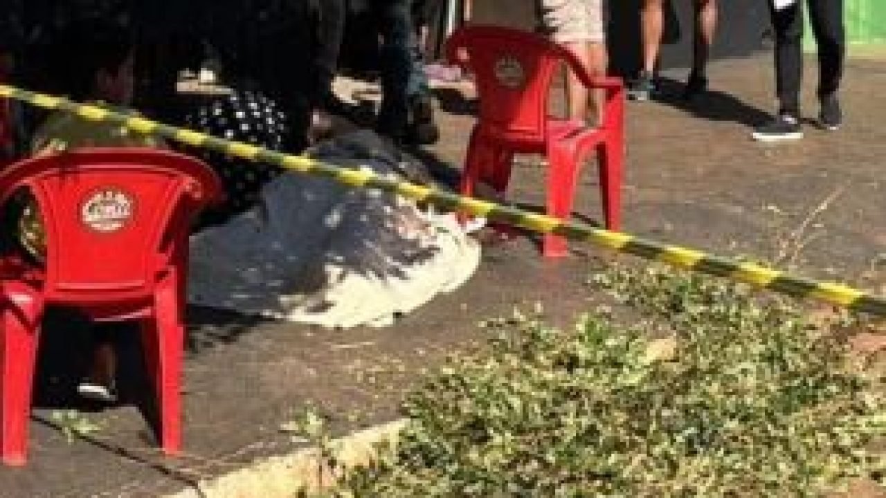 foto-morto