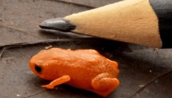 Sapo minúsculo encontrado em montanha homenageia presidente Lula