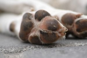 Foto: Cachorro foi abandonado. (Foto reprodução Freepik)