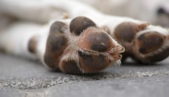 Foto: Cachorro foi abandonado. (Foto reprodução Freepik)