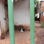 Foto: Tutor foi autuado por maus-tratos a animais; pena para o crime varia de 2