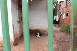 Foto: Tutor foi autuado por maus-tratos a animais; pena para o crime varia de 2