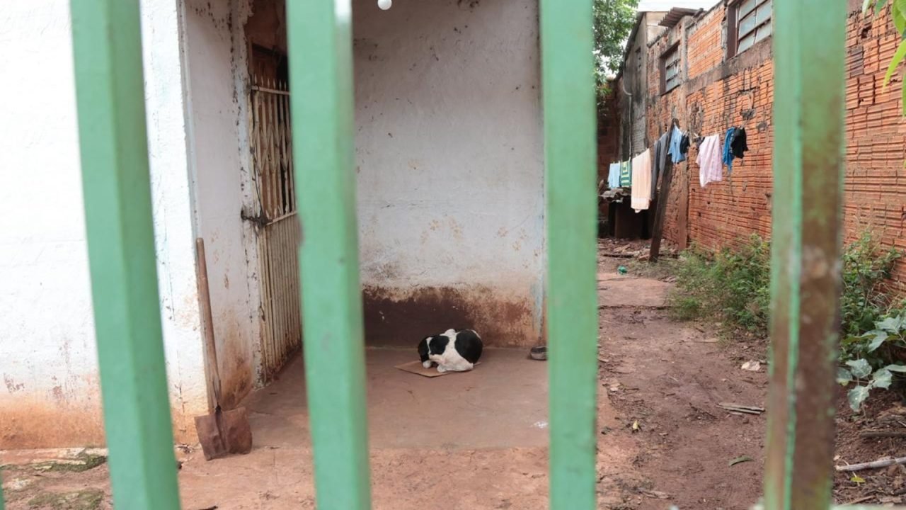 Foto: Tutor foi autuado por maus-tratos a animais; pena para o crime varia de 2