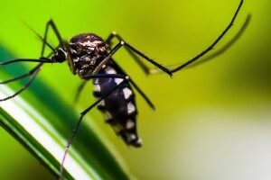 mosquito-4998145-1920