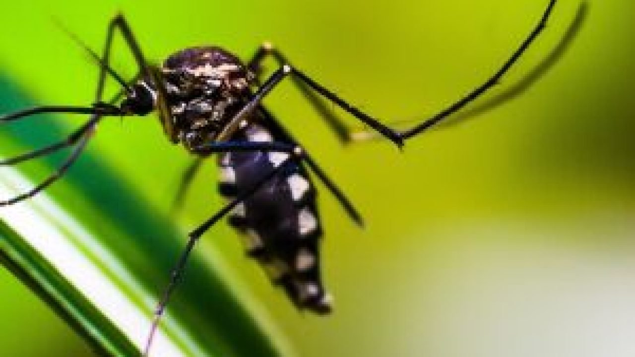 mosquito-4998145-1920