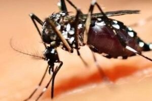 mosquito-agencia-capa-730x450-1