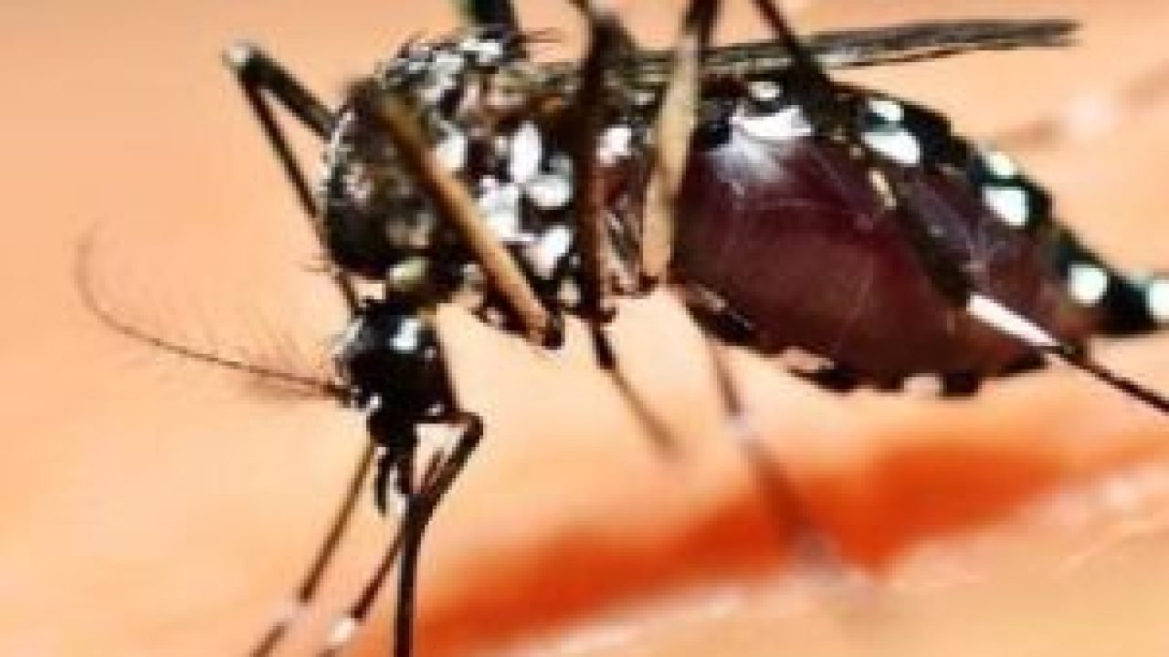 mosquito-agencia-capa-730x450-1