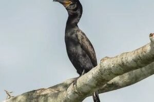 observacao-de-passaro