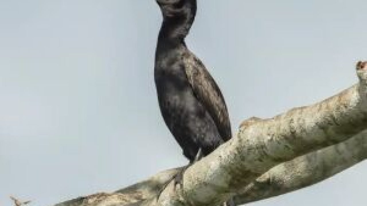 observacao-de-passaro