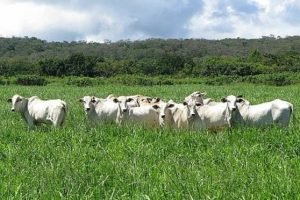 Foto: Imagem Ilustrativa