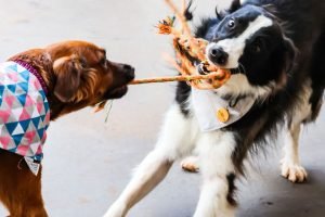 pet-