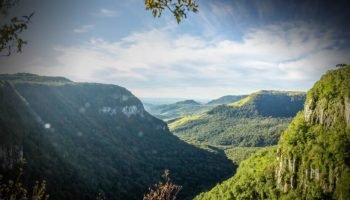 Florestas e cidades unem forças na luta contra o clima