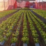 projeto-navirai-leva-hidroponia-estado-ms