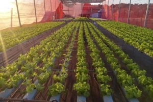 projeto-navirai-leva-hidroponia-estado-ms