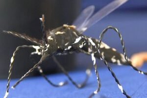 reuniao-aedes-aegypti