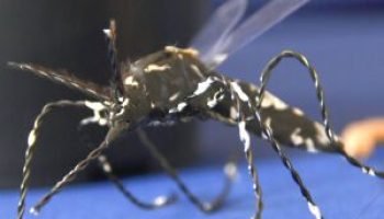 reuniao-aedes-aegypti