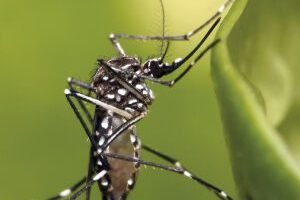 rpf-chikungunya-aedes-aegypti-2023-11-site-00-1140