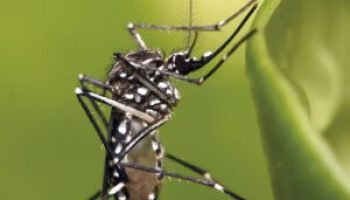 rpf-chikungunya-aedes-aegypti-2023-11-site-00-1140