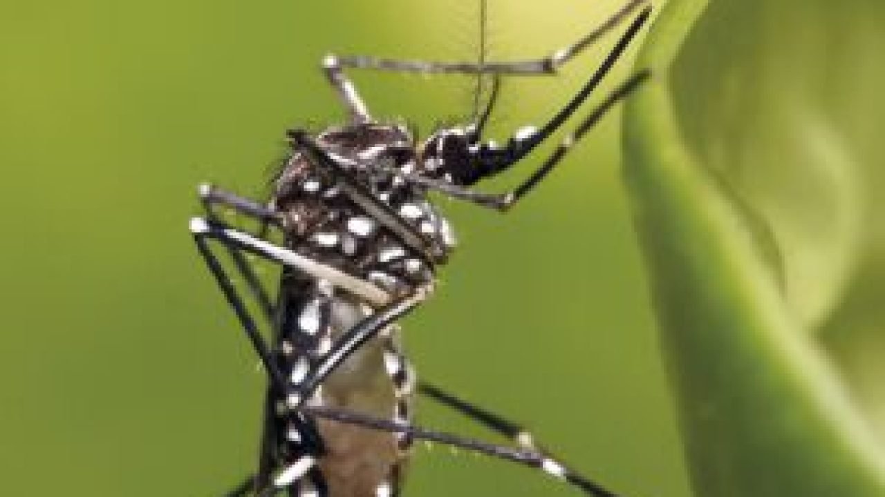 rpf-chikungunya-aedes-aegypti-2023-11-site-00-1140