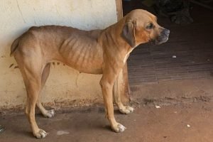 Foto: O animal estava com sinais visíveis de maus-tratos. (Reprodução, PCMS)
