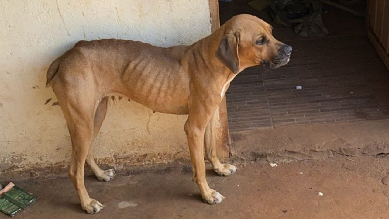 Foto: O animal estava com sinais visíveis de maus-tratos. (Reprodução, PCMS)