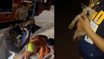 Gato Resgatado de Fossa por Bombeiros em Naviraí