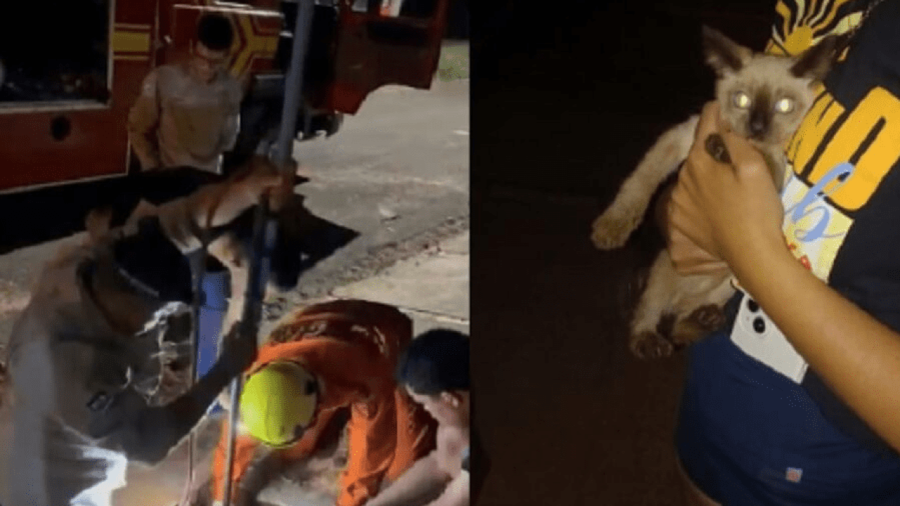 Gato Resgatado de Fossa por Bombeiros em Naviraí