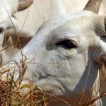 uniao-europeia-exportacao-carne2