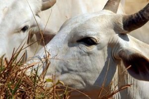 uniao-europeia-exportacao-carne2