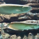 whatsapp-image-2026-04-09-at-114300-1