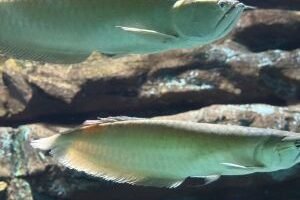 whatsapp-image-2026-04-09-at-114300-1