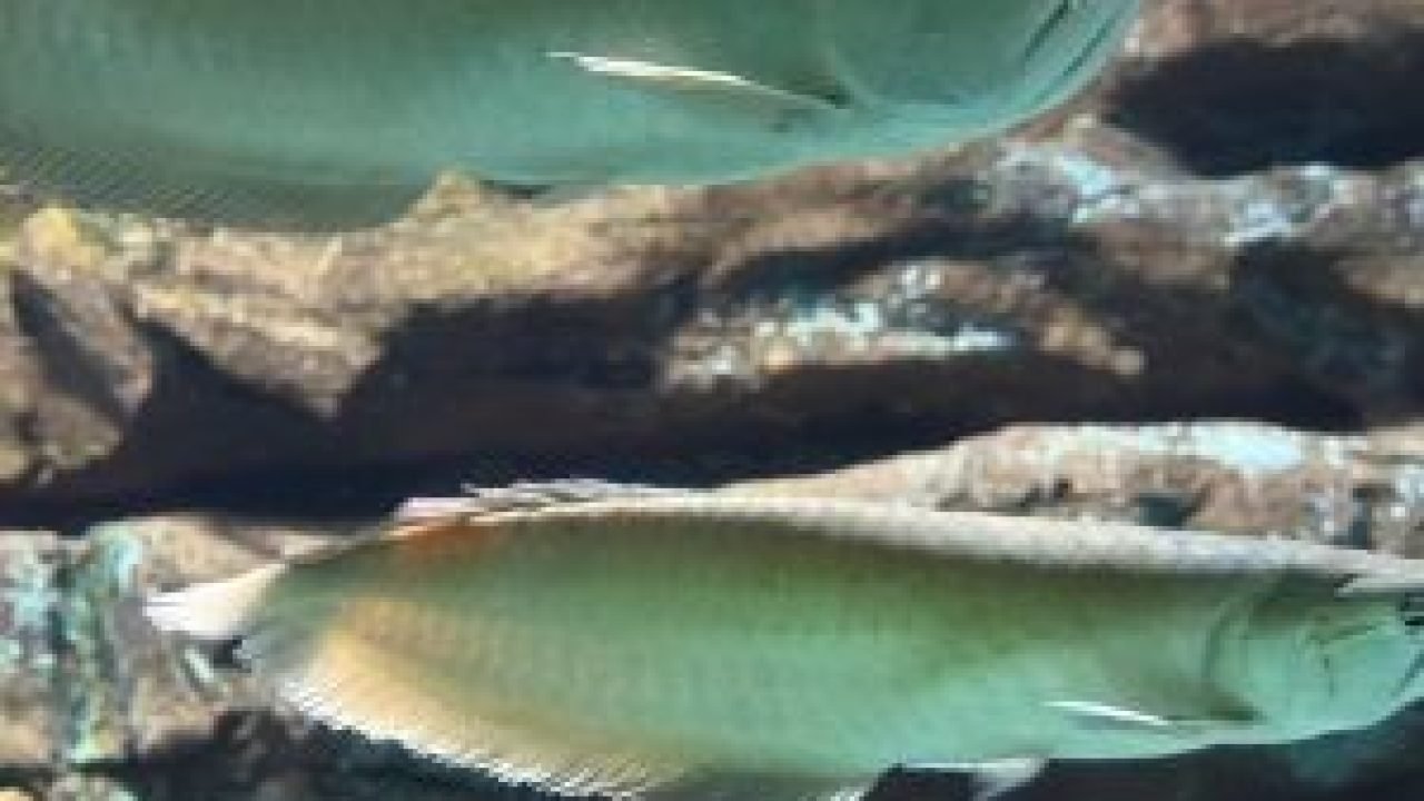 whatsapp-image-2026-04-09-at-114300-1