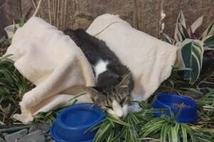 whatsapp-image-2026-04-11-at-091921