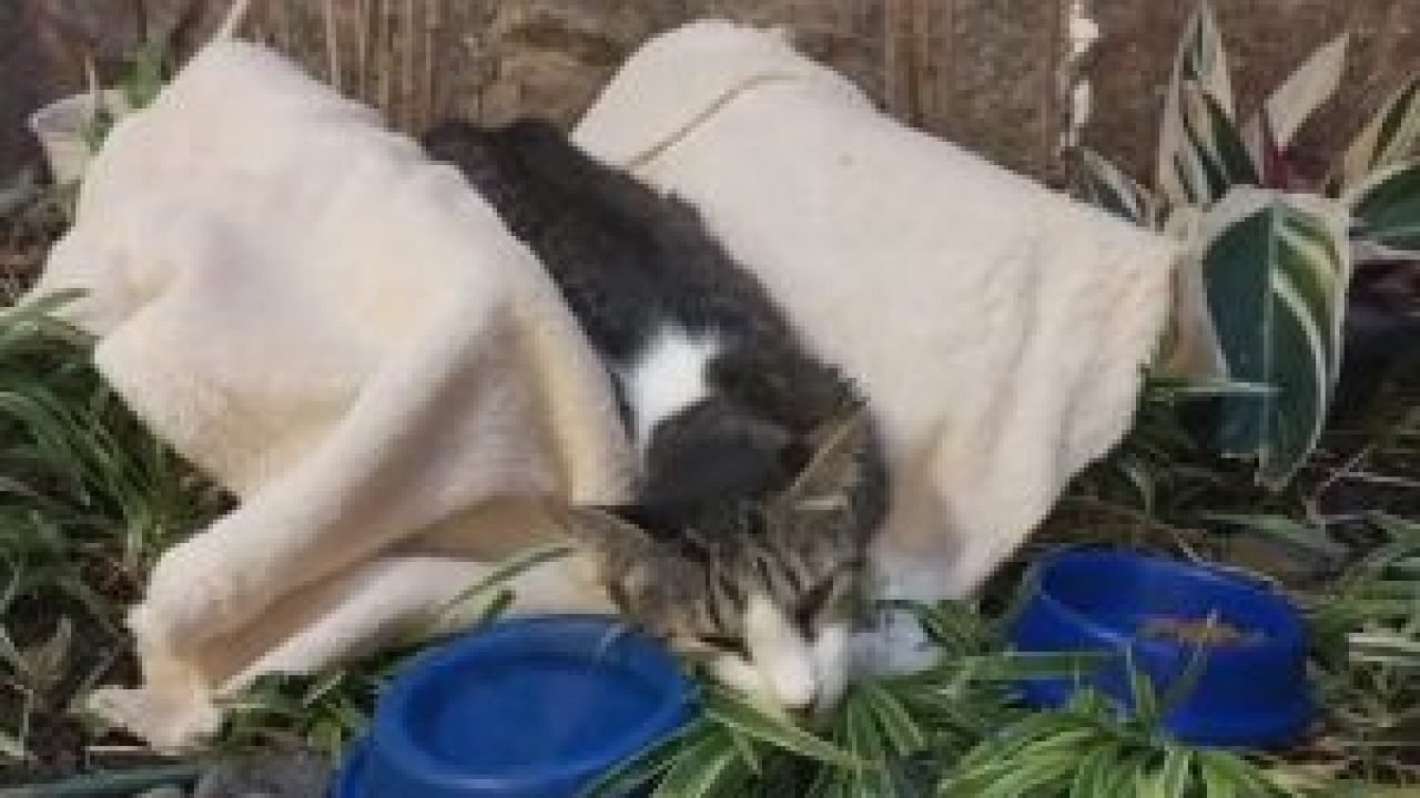 whatsapp-image-2026-04-11-at-091921