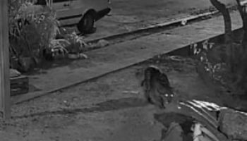 whatsapp-image-2026-04-23-at-124126-1